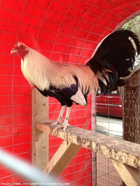 The cock called "The Daddy of Clarets" was the foundation cock of all Madigin-Deans Claret <b>Fowl</b>, be they red, white or <b>grey</b> in color. . Ibele grey gamefowl history